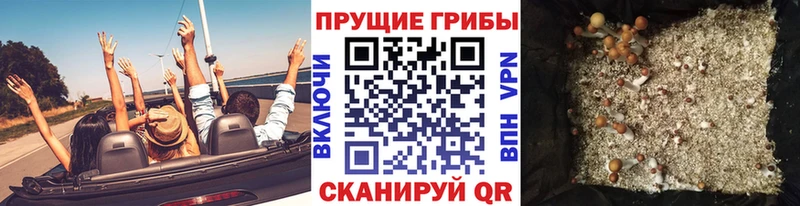 где найти   Сысерть  Галлюциногенные грибы MAGIC MUSHROOMS 